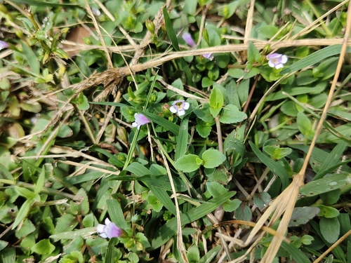 Brittle False Pimpernel