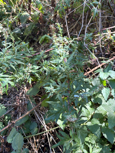common mugwort