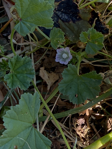 dwarf mallow