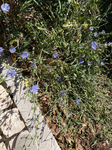 chicory