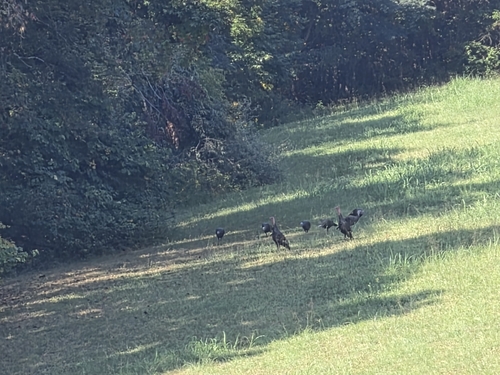 Wild Turkey
