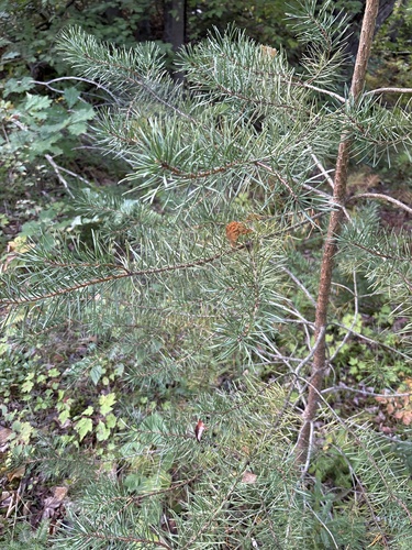 Jack pine
