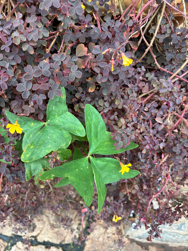 Garden pink-sorrel