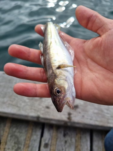 Whiting