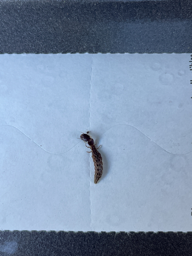 iNaturalist observation photo of Common Snakeflies
