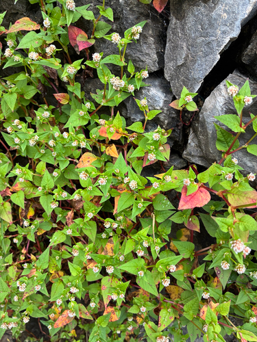 Nepal Persicaria