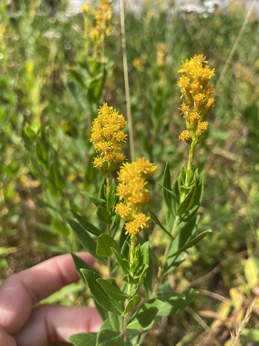 iNaturalist observation photo of west coast Canada goldenrod