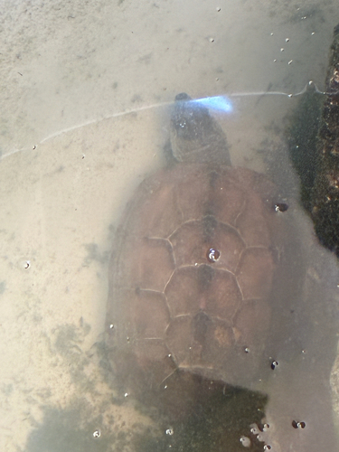 Chinese Pond Turtle