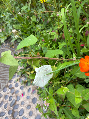 common morning-glory