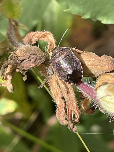 iNaturalist observation photo of Pentatominae
