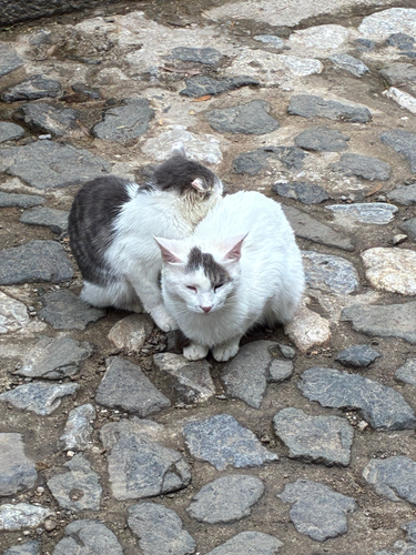 Domestic Cat