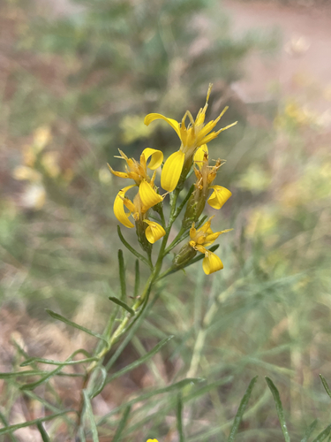 iNaturalist observation photo of Bloomer's goldenbush