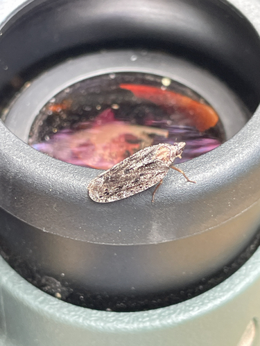 iNaturalist observation photo of Winged and Once-winged Insects