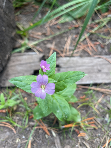 iNaturalist observation photo of willowherbs