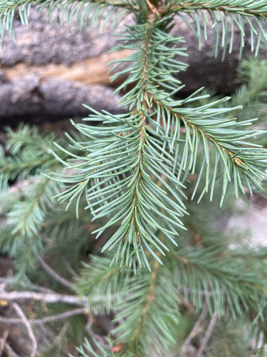 iNaturalist observation photo of red fir