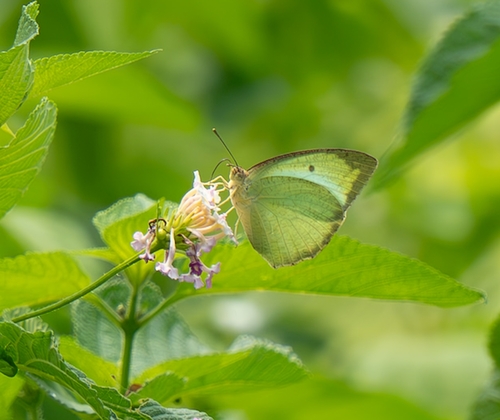 Mottled Emigrant