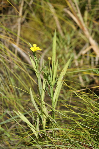 Greater Spearwort
