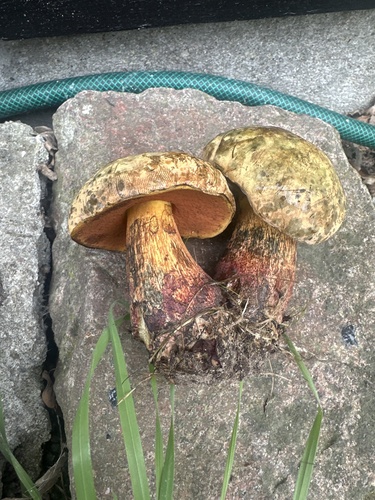 Lurid Bolete
