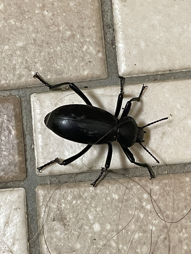 iNaturalist observation photo of Darkling Beetles
