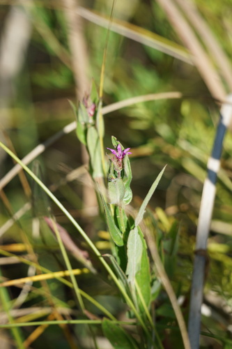 purple loosestrife
