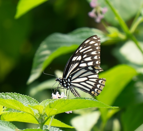 Common Mime Swallowtail