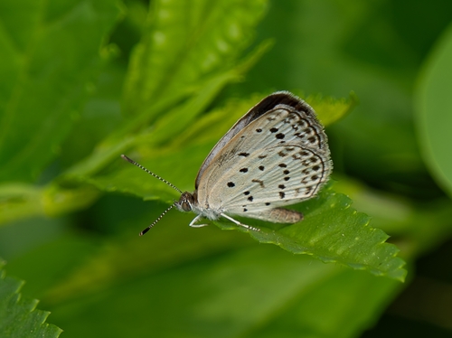 Pale Grass Blue