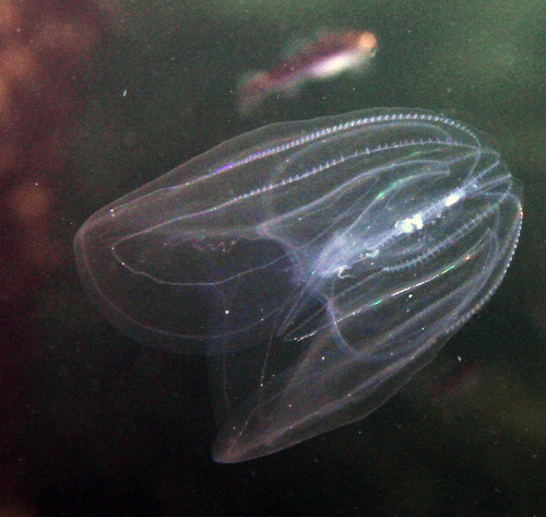 Sea Walnut