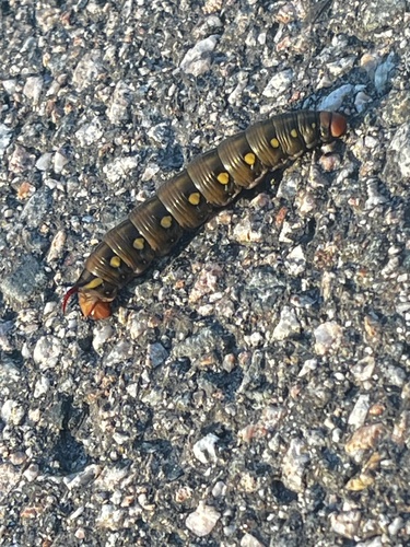 Bedstraw Hawkmoth