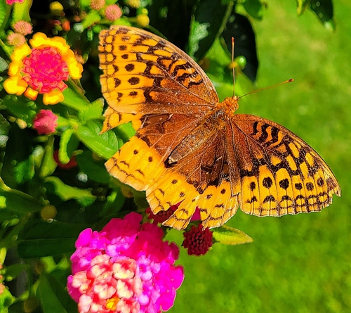 Great Spangled Fritillary
