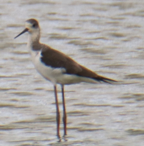 Black-winged Stilt