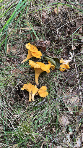 Golden Chanterelle