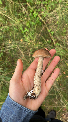 Brown Birch-bolete