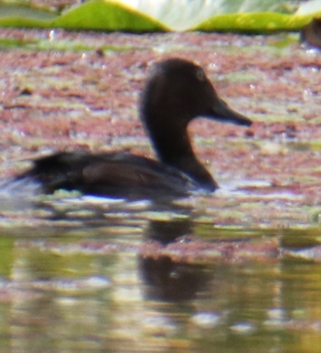 Ferruginous Duck