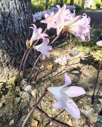 Belladonna Lily