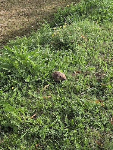 Common Hedgehog
