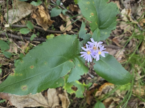 Lindley's Aster