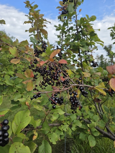 chokecherry