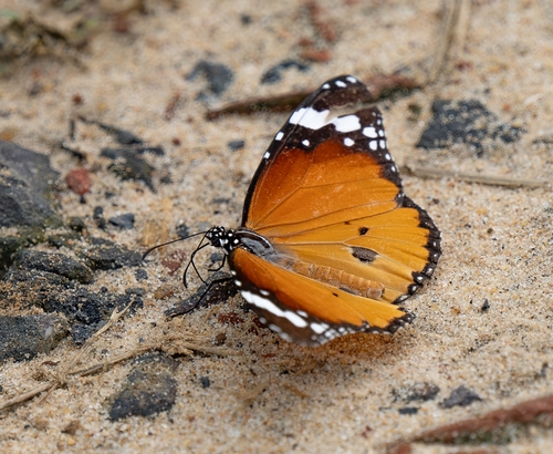Plain Tiger Butterfly