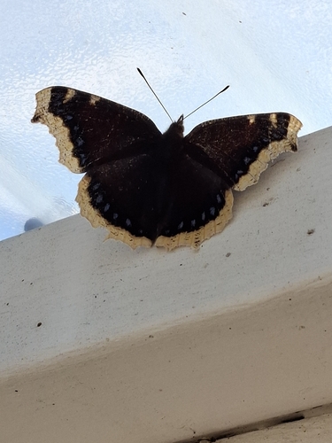 Mourning Cloak