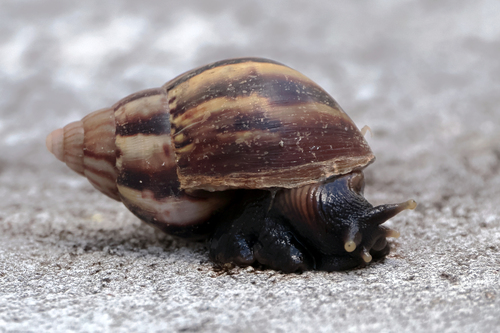 African Giant Snail