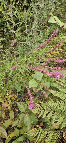 purple loosestrife