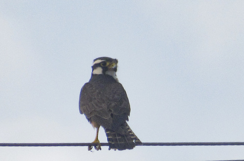 Aplomado Falcon