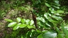 Amorpha nitens - Photo (c) Eric Hunt, todos los derechos reservados, subido por Eric Hunt