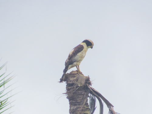 Laughing Falcon