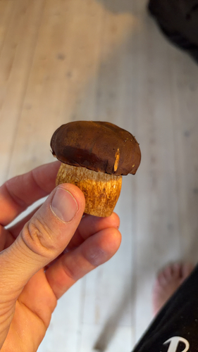 Bay Bolete