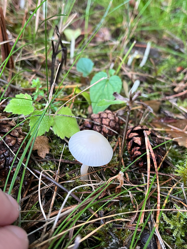 Snowy Waxcap