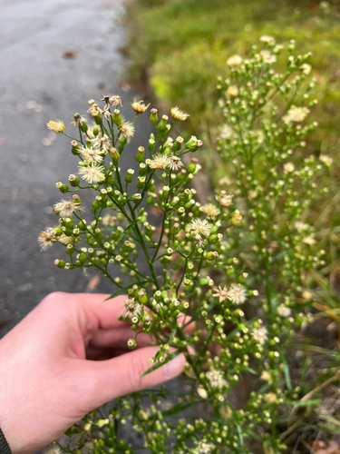 horseweed
