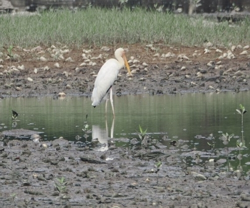 Milky Stork