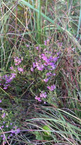 common heather