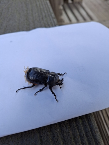 Triceratops Beetle